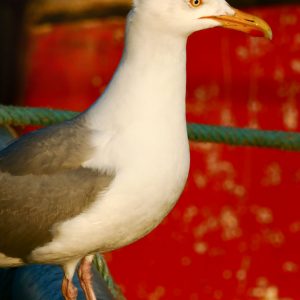 EL211 (Le goéland et l'Harissa / Édition Fête de la mer 2025)